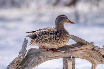 female mallard on a piece of driftwood in winter