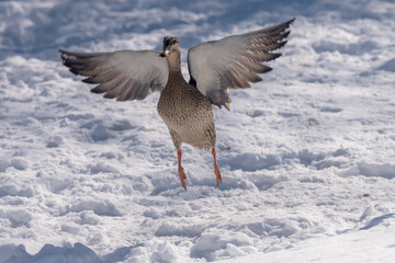 female mallard getting uplift with her wings