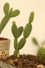 cactus en forma de corazón con tierra