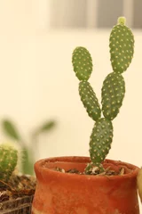 Poster Kaktus im Topf cactus en maceta de barro color café y verde