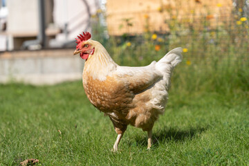 Huhn im Garten