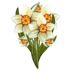 Spring watercolor daffodils bouquet. Flowers with stem and leaf. Spring botanical illustration