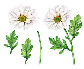 Chrysanthemum flower on a stem with green leaves. Watercolor hand drawn floral illustration, isolated on white background. Botanical set elements for print
