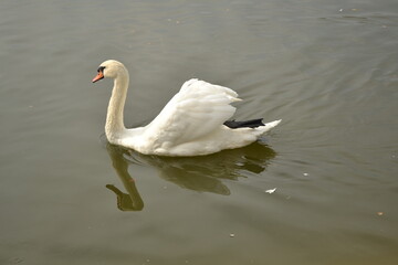 white swan on the lake