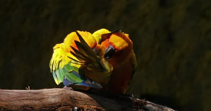 Sun Parakeet, aratinga solstitialis, Pair doing Feather Preening Session, Pair Grooming, Real Time 4K