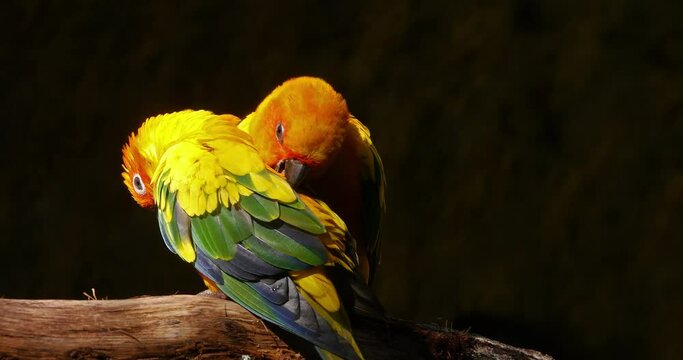 Sun Parakeet, aratinga solstitialis, Pair doing Feather Preening Session, Pair Grooming, Real Time 4K