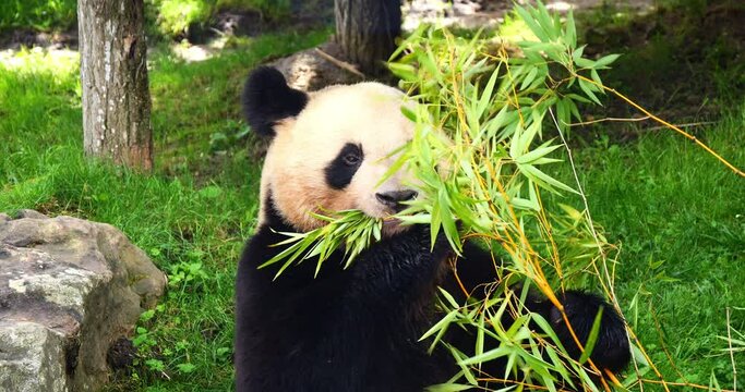 Giant Panda, ailuropoda melanoleuca, Adult eating Bamboo Branch, Real Time 4K