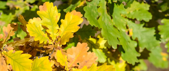 Fototapeta premium Yellow and green oak leaves in early autumn. Autumn foliage. Natural background.
