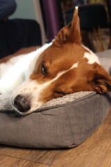 Sleeping brown and white terrier / border collie mix dog