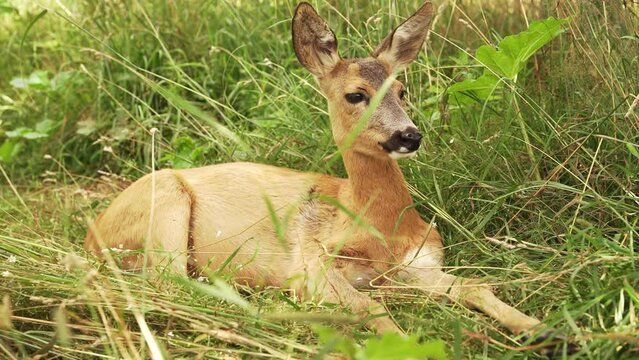 the fawn is resting lying in the green grass. a cute little fawn 