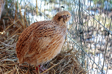 Japan quail,  species appropriate husbandry in barn