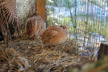 Japan quail,  species appropriate husbandry in barn