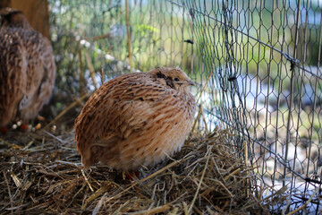 Japan quail,  species appropriate husbandry in barn