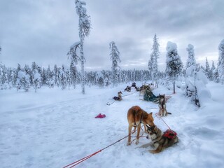 dog in snow