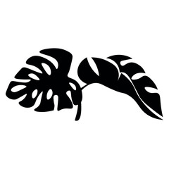 Tropical monstera leaves on white background