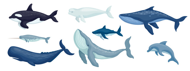 Set of aquatic mammals, predatory fish.Cartoon vector graphics.