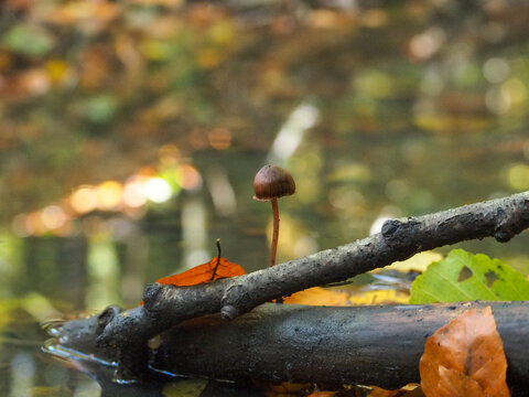 Einsamer Pilz im herbstlichen Wald vor unscharfem Bach und bunten Blättern
