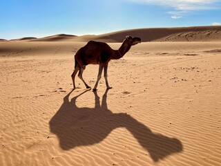 camel in the desert