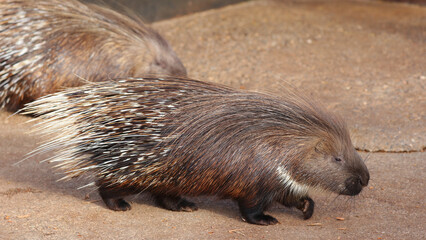 Puercoespín, Parque de la Naturaleza de Cabárceno, Cantabria, España