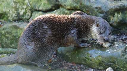 Nutria europea, Zoo de Santillana del Mar, Cantabria, España