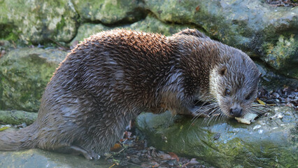 Nutria europea, Zoo de Santillana del Mar, Cantabria, España
