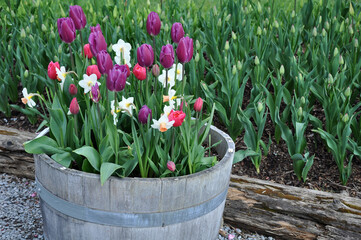 Assorted variety of daffodils and tulips in barrel planter - obrazy, fototapety, plakaty