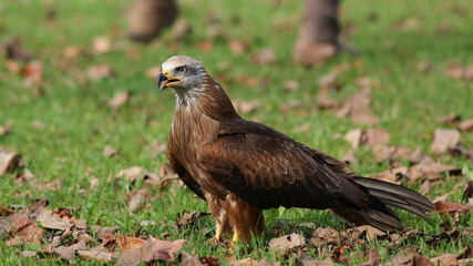 Milano negro, Parque de la Naturaleza de Cabárceno, Cantabria, España