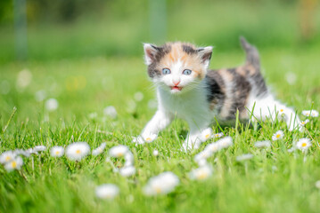 cute tricolor spring kitten with blue eyes making funny faces and frolicking on spring green grass...