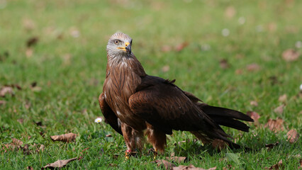 Milano negro, Parque de la Naturaleza de Cabárceno, Cantabria, España