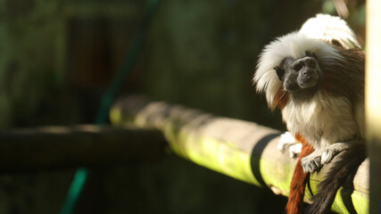 Tití algodonoso, Zoo de Santillana del Mar, Cantabria, España