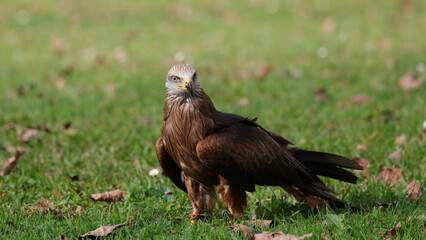 Milano negro, Parque de la Naturaleza de Cabárceno, Cantabria, España