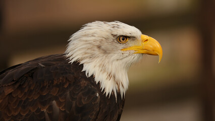 Águila calva, Parque de la Naturaleza de Cabárceno, Cantabria, España