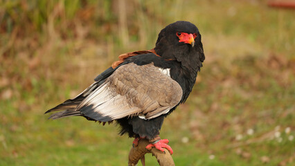 Águila volatinera, Parque de la Naturaleza de Cabárceno, Cantabria, España