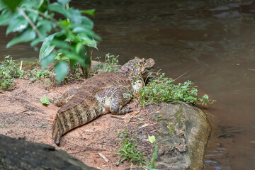 Crocodile at national birds park in iguasu ,brasil
