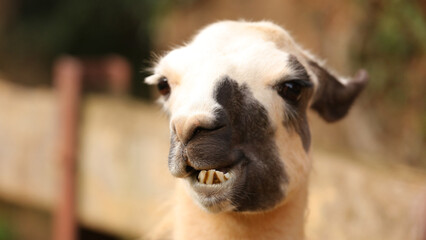 Llama, Parque de la Naturaleza de Cabárceno, Cantabria, España