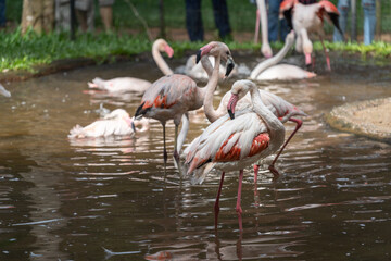 Fototapeta na wymiar Flamingo in the bird park in Iguazu, Brazil.