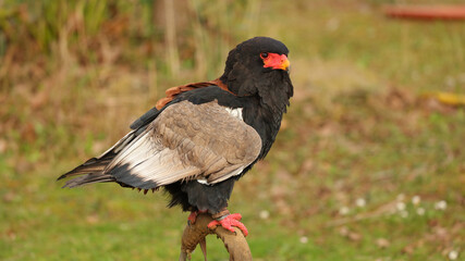 Águila volatinera, Parque de la Naturaleza de Cabárceno, Cantabria, España