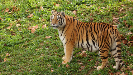 Tigre de bengala, Parque de la Naturaleza de Cabárceno, Cantabria, España