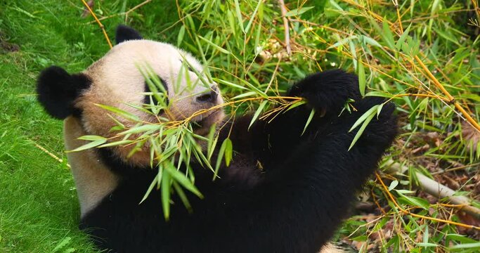 Giant Panda, ailuropoda melanoleuca, Adult eating Bamboo Branch, Real Time 4K