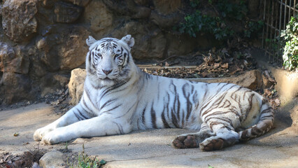 Tigre blanco, Zoo de Santillana del Mar, Cantabria, España © IVÁN VIEITO GARCÍA