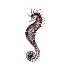 Fototapeta premium seahorse