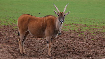 Eland, Parque de la Naturaleza de Cabárceno, Cantabria, España