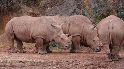 Naklejka premium Rinoceronte Blanco, Parque de la Naturaleza de Cabárceno, Cantabria, España