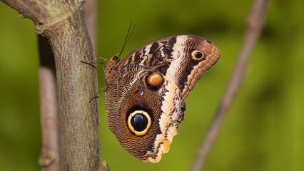 Fototapeta premium Mariposa Búho del Zoo de Santillana del Mar, Cantabria, España.