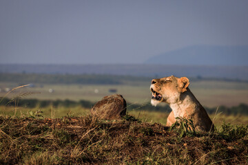 Lioness on a termite mount in sunset