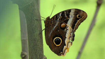 Mariposa B&uacute;ho, Zoo de Santillana del Mar, Cantabria, Espa&ntilde;a.
