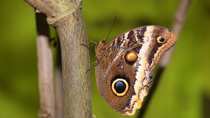 Mariposa Búho del Zoo de Santillana del Mar, Cantabria, España.