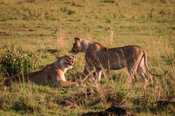 Lionesses greeting each other