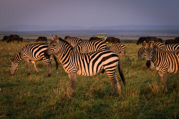 Fototapeta na wymiar Zebras at dusk in the Masai Mara in Kenya