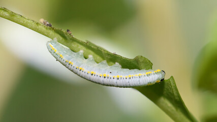 Naklejka premium Mariposario, Zoo de Santillana del Mar, Cantabria, España